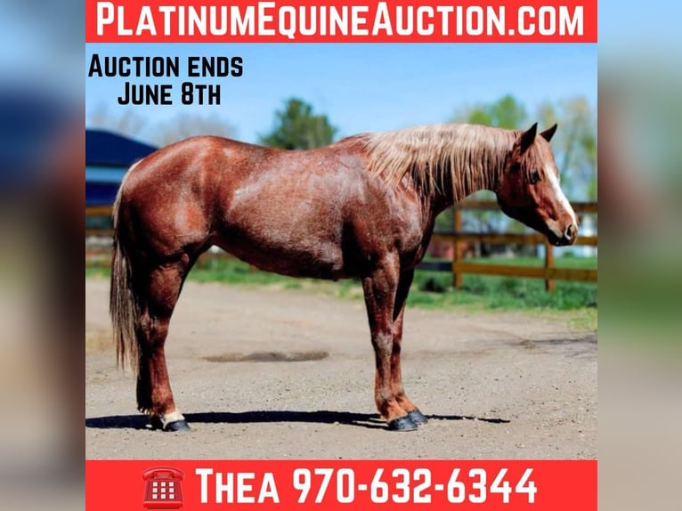 American Quarter Horse Giumenta 8 Anni 157 cm Roano rosso in Fort Collins CO