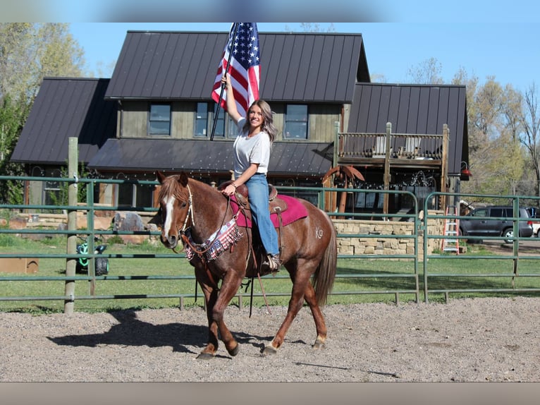 American Quarter Horse Giumenta 8 Anni 157 cm Roano rosso in Fort Collins CO