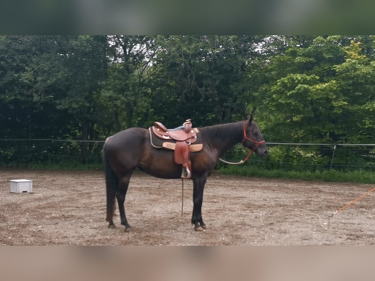 American Quarter Horse Giumenta 8 Anni 158 cm Morello in Boll