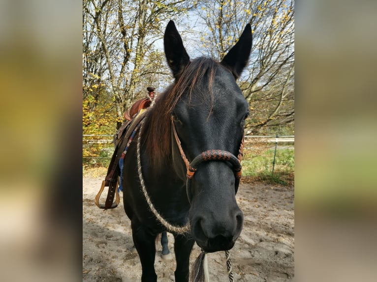 American Quarter Horse Giumenta 8 Anni 158 cm Morello in Boll