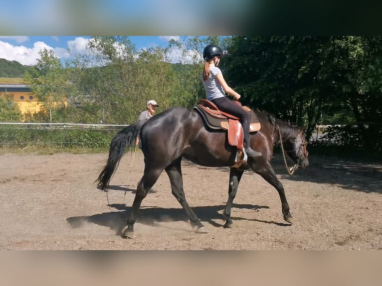 American Quarter Horse Giumenta 8 Anni 158 cm Morello in Boll