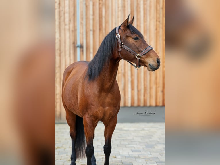 American Quarter Horse Giumenta 8 Anni 160 cm Baio in Hundsangen
