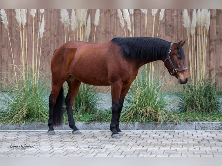 American Quarter Horse Giumenta 8 Anni 160 cm Baio in Hundsangen