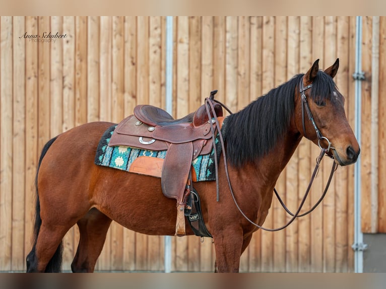 American Quarter Horse Giumenta 8 Anni 160 cm Baio in Hundsangen