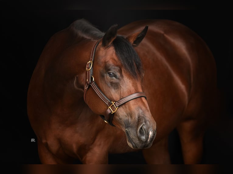 American Quarter Horse Giumenta 8 Anni 160 cm Baio in Kemnath