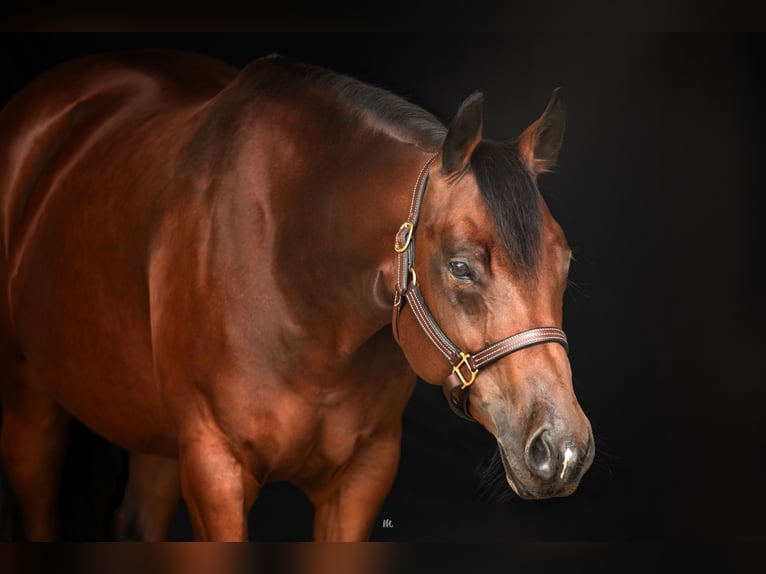 American Quarter Horse Giumenta 8 Anni 160 cm Baio in Kemnath