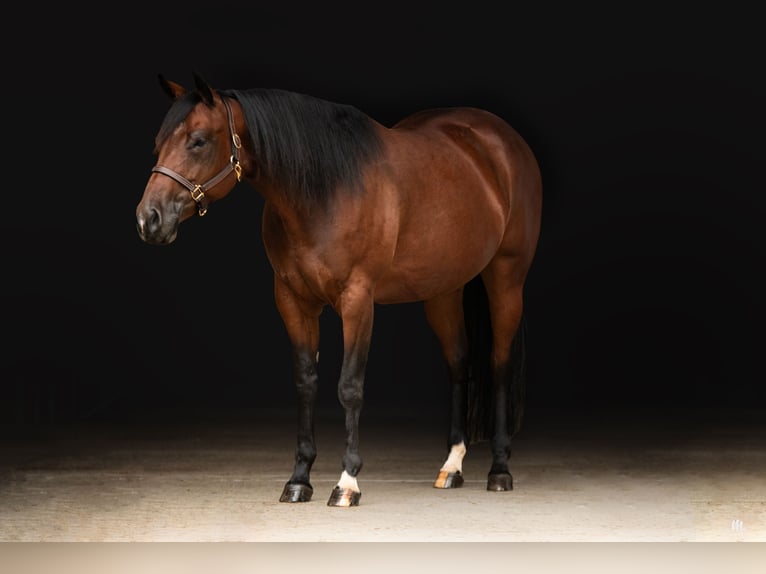 American Quarter Horse Giumenta 8 Anni 160 cm Baio in Kemnath