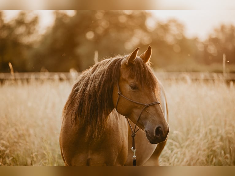 American Quarter Horse Mix Giumenta 8 Anni 160 cm  in Freigericht