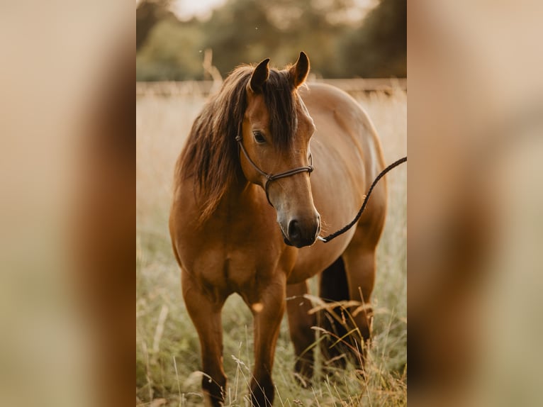 American Quarter Horse Mix Giumenta 8 Anni 160 cm  in Freigericht