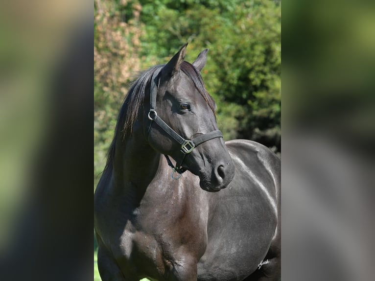 American Quarter Horse Giumenta 8 Anni 160 cm Morello in Příbram