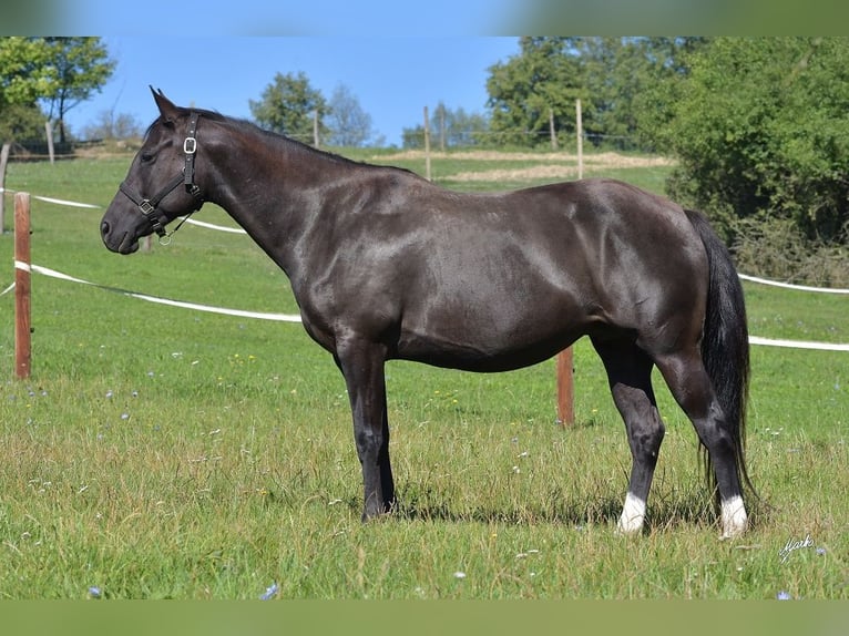 American Quarter Horse Giumenta 8 Anni 160 cm Morello in Příbram