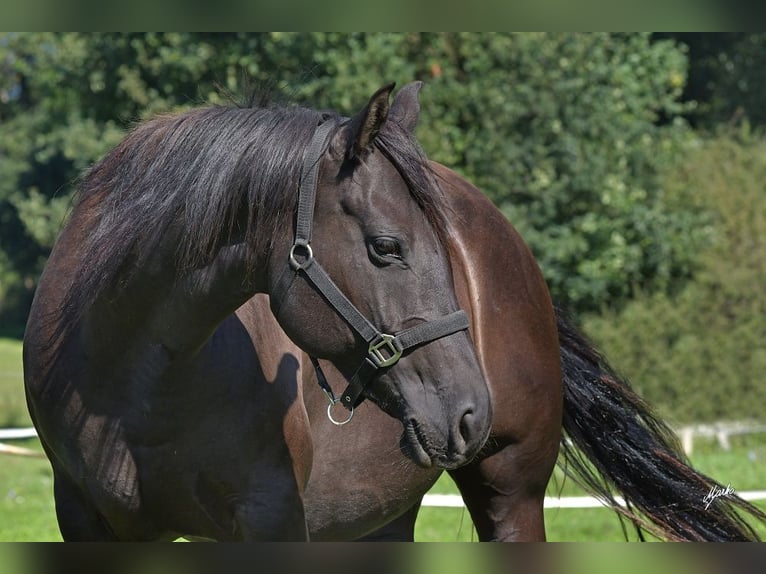 American Quarter Horse Giumenta 8 Anni 160 cm Morello in Příbram