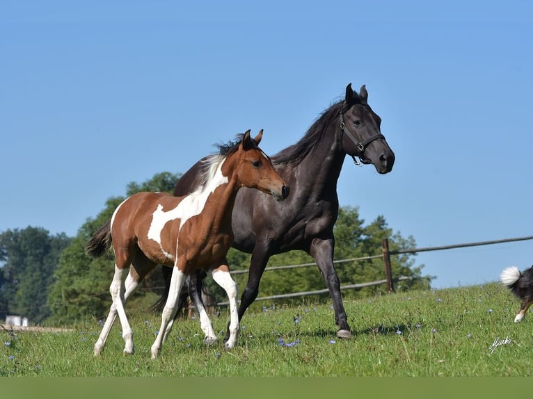 American Quarter Horse Giumenta 8 Anni 160 cm Morello in Příbram