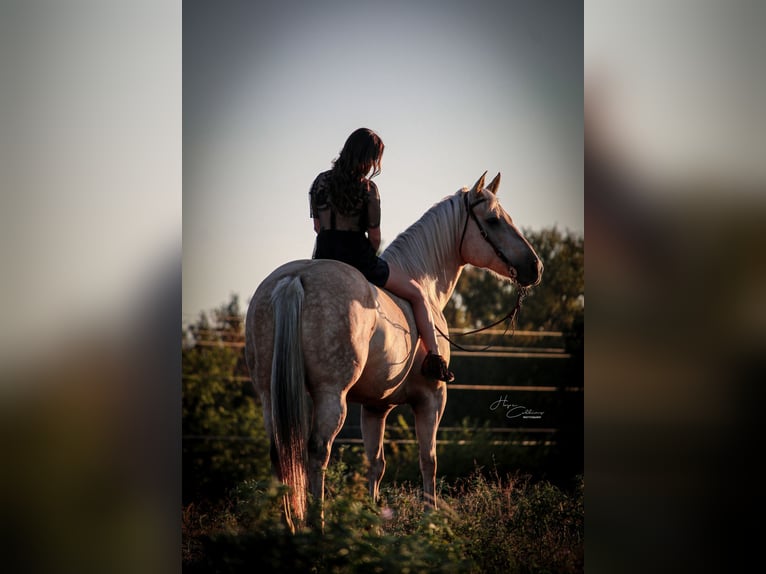 American Quarter Horse Giumenta 8 Anni 160 cm Palomino in Stephenville, TX