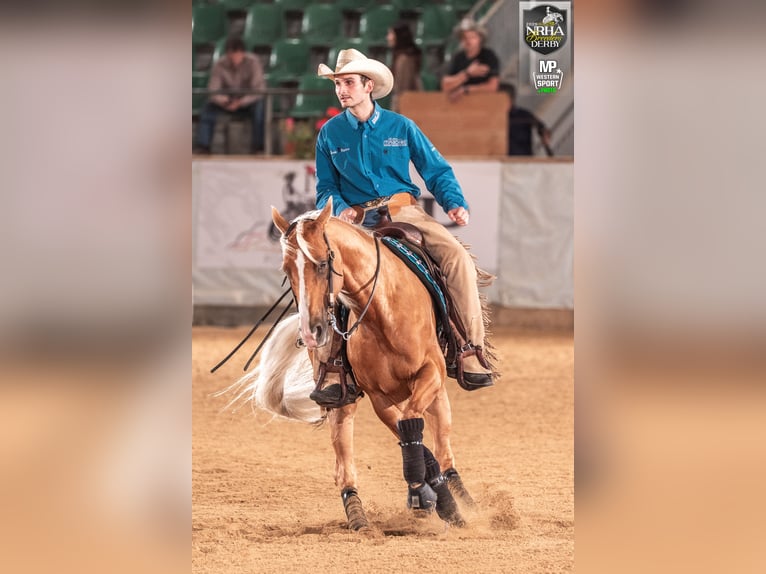 American Quarter Horse Giumenta 8 Anni 160 cm Palomino in Haag in Oberbayern
