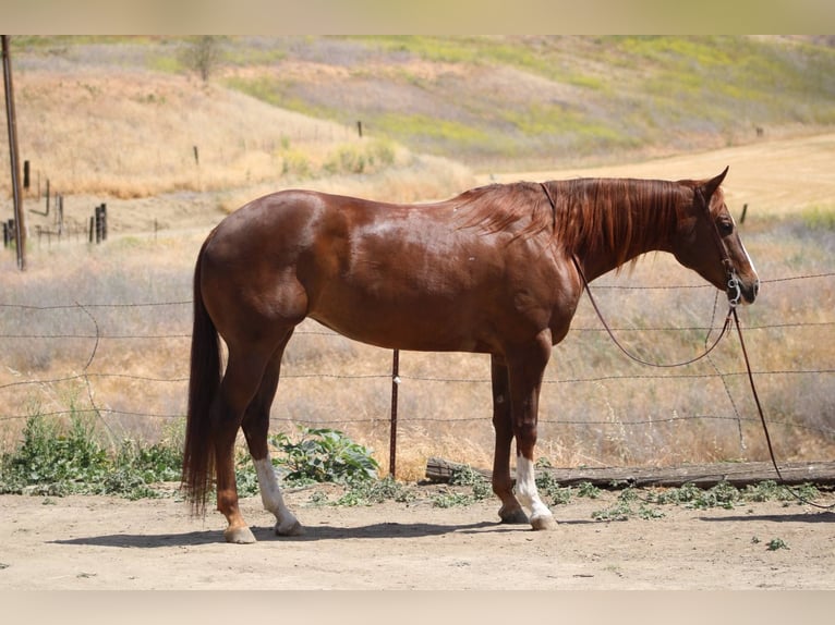 American Quarter Horse Giumenta 8 Anni 160 cm Sauro scuro in Bitterwater CA