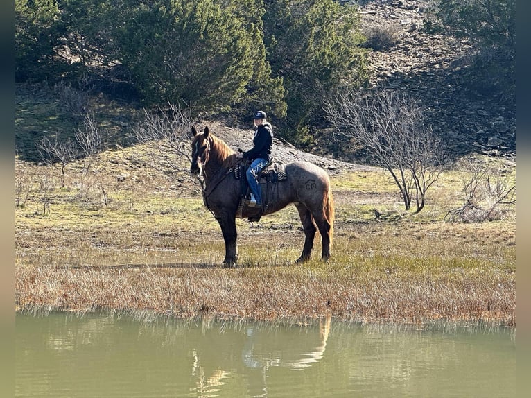 American Quarter Horse Giumenta 8 Anni 168 cm Roano rosso in Jacksboro TX