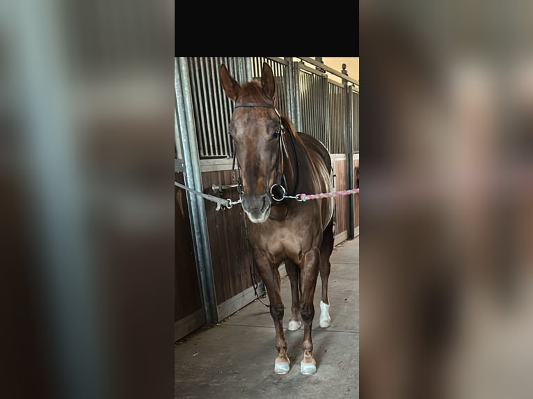 American Quarter Horse Giumenta 8 Anni Baio in Lecce