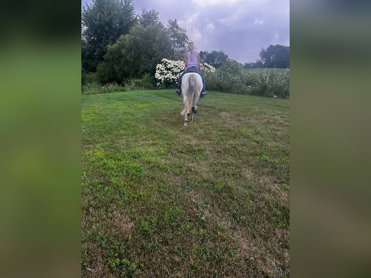 American Quarter Horse Giumenta 8 Anni Grigio in Shelbyville