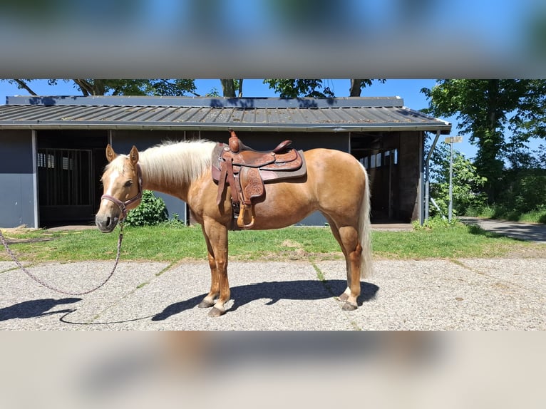 American Quarter Horse Giumenta 8 Anni Palomino in Rottum