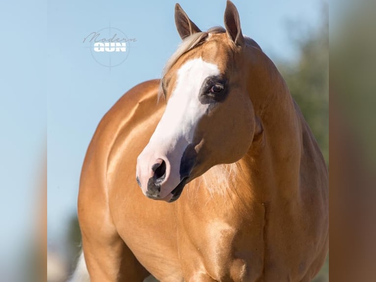 American Quarter Horse Giumenta 8 Anni Pelle di daino in Mooslargue