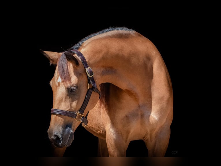 American Quarter Horse Giumenta 8 Anni Pelle di daino in Mooslargue