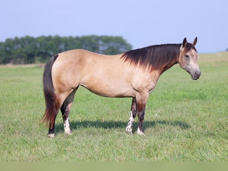 American Quarter Horse Giumenta 8 Anni Pelle di daino in Adair OK