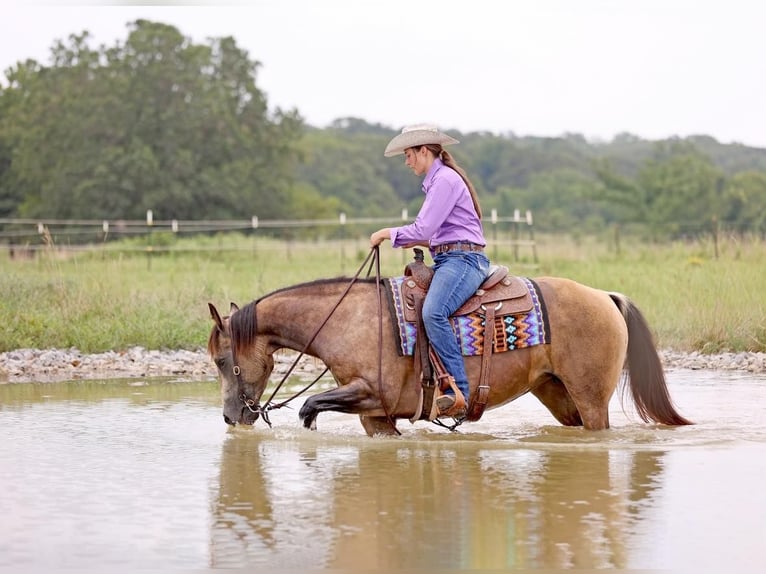 American Quarter Horse Giumenta 8 Anni Pelle di daino in Adair OK