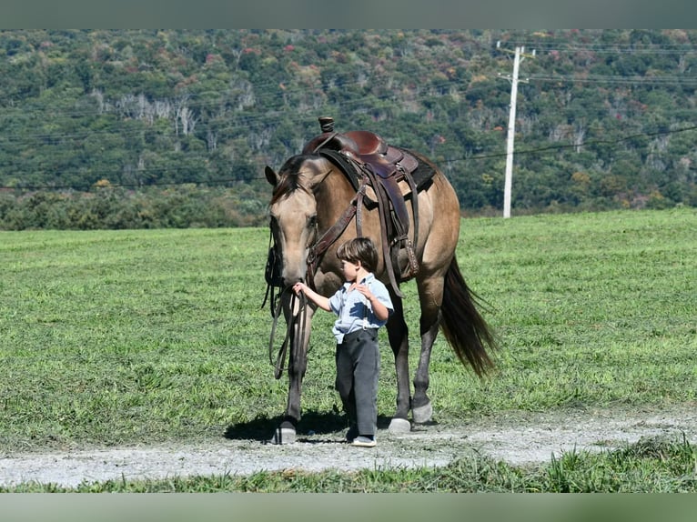 American Quarter Horse Giumenta 8 Anni Pelle di daino in Rebersburg