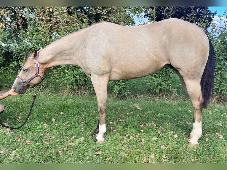 American Quarter Horse Giumenta 8 Anni Pelle di daino in Ferrara