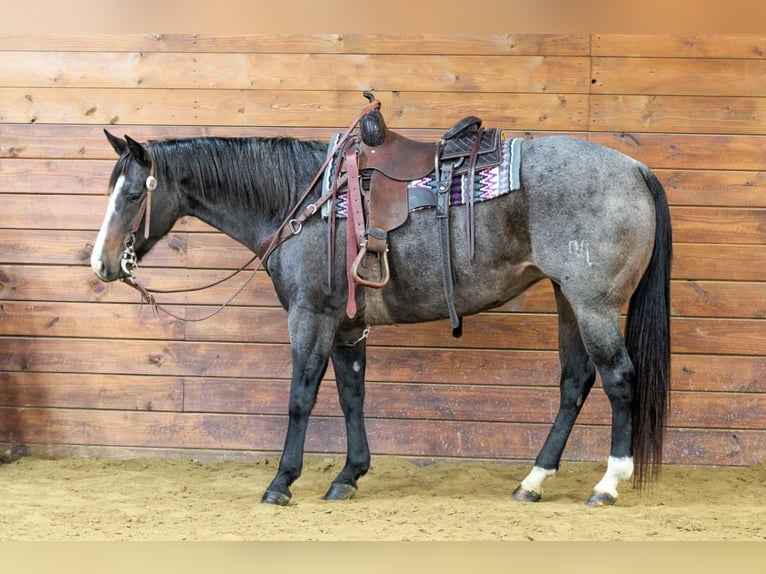 American Quarter Horse Giumenta 8 Anni Roano blu in Clarion