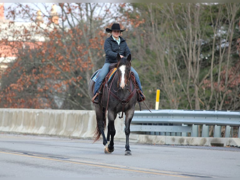 American Quarter Horse Giumenta 8 Anni Roano blu in Clarion