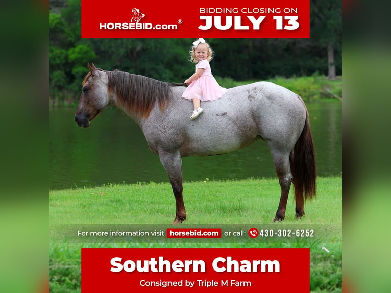 American Quarter Horse Giumenta 8 Anni Roano rosso in Forney