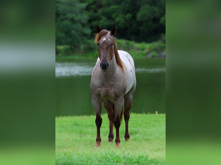 American Quarter Horse Giumenta 8 Anni Roano rosso in Forney