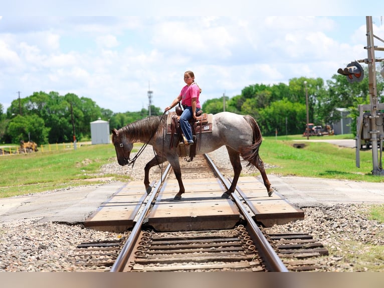 American Quarter Horse Giumenta 8 Anni Roano rosso in Forney
