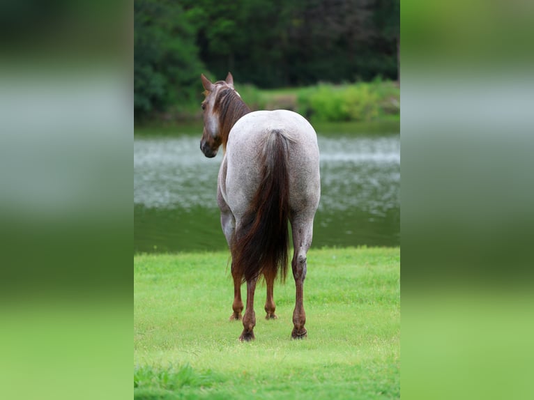 American Quarter Horse Giumenta 8 Anni Roano rosso in Forney