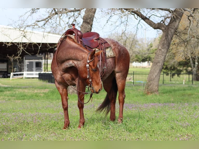 American Quarter Horse Giumenta 8 Anni Roano rosso in Burleson, TX