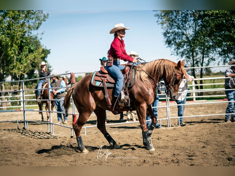 American Quarter Horse Giumenta 8 Anni Sauro in San Gillio, Torino