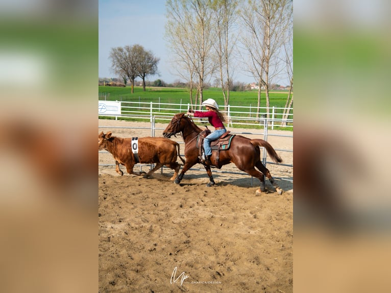 American Quarter Horse Giumenta 8 Anni Sauro in San Gillio, Torino