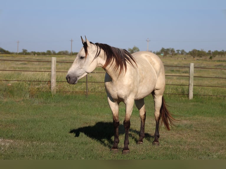 American Quarter Horse Giumenta 8 Anni Sauro ciliegia in La Grange