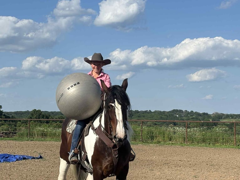 American Quarter Horse Giumenta 8 Anni Tobiano-tutti i colori in Princeton MO