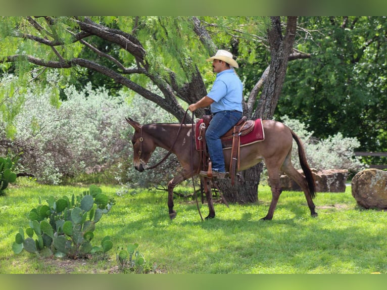 American Quarter Horse Giumenta 9 Anni 132 cm Falbo in stephenville TX