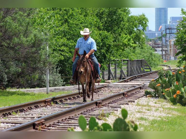 American Quarter Horse Giumenta 9 Anni 132 cm Falbo in stephenville TX