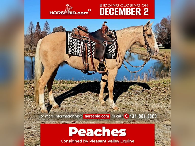 American Quarter Horse Giumenta 9 Anni 135 cm Palomino in Robards