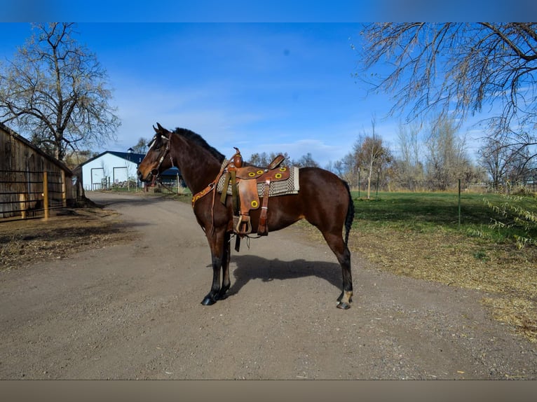 American Quarter Horse Giumenta 9 Anni 142 cm Baio ciliegia in Fort Collins, CO
