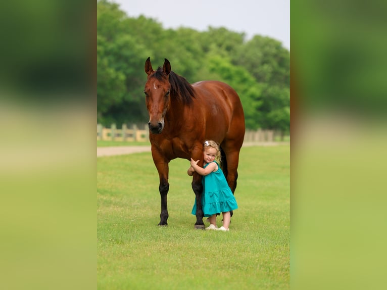 American Quarter Horse Giumenta 9 Anni 142 cm Baio ciliegia in Forney