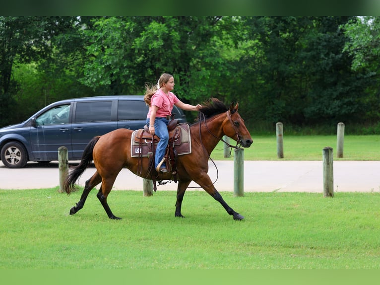 American Quarter Horse Giumenta 9 Anni 142 cm Baio ciliegia in Forney
