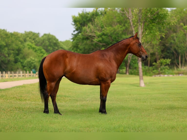 American Quarter Horse Giumenta 9 Anni 142 cm Baio ciliegia in Forney