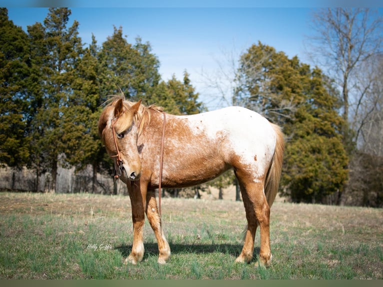 American Quarter Horse Giumenta 9 Anni 142 cm Baio in greenville KY