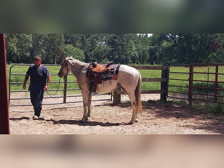 American Quarter Horse Giumenta 9 Anni 142 cm Grigio in Fort Worth Texas